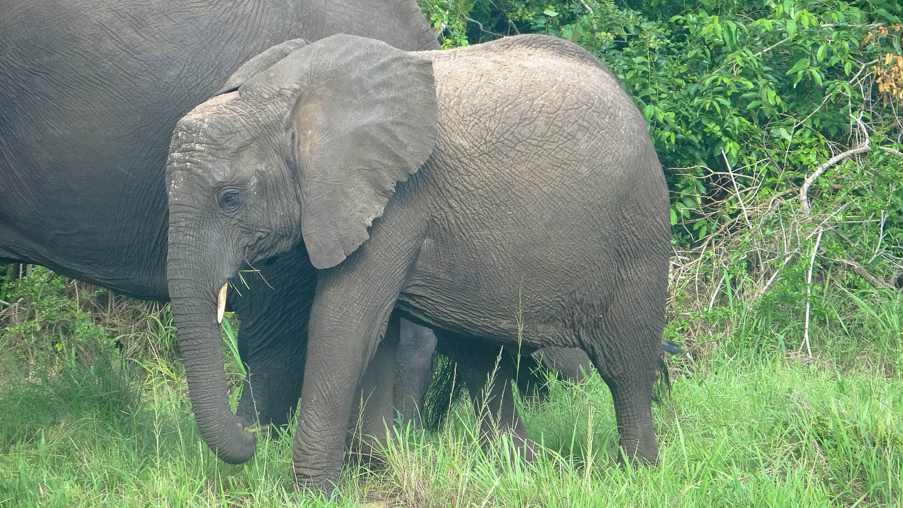 elephant dans un paysage naturel