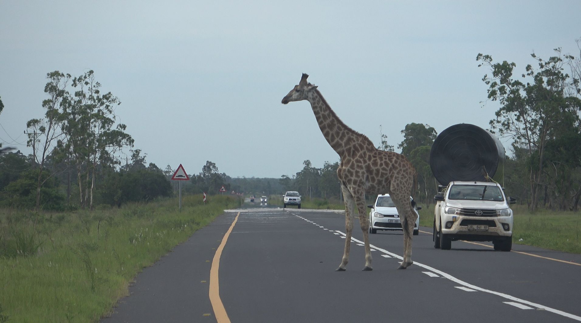 girafe traversant la route devant la voiture