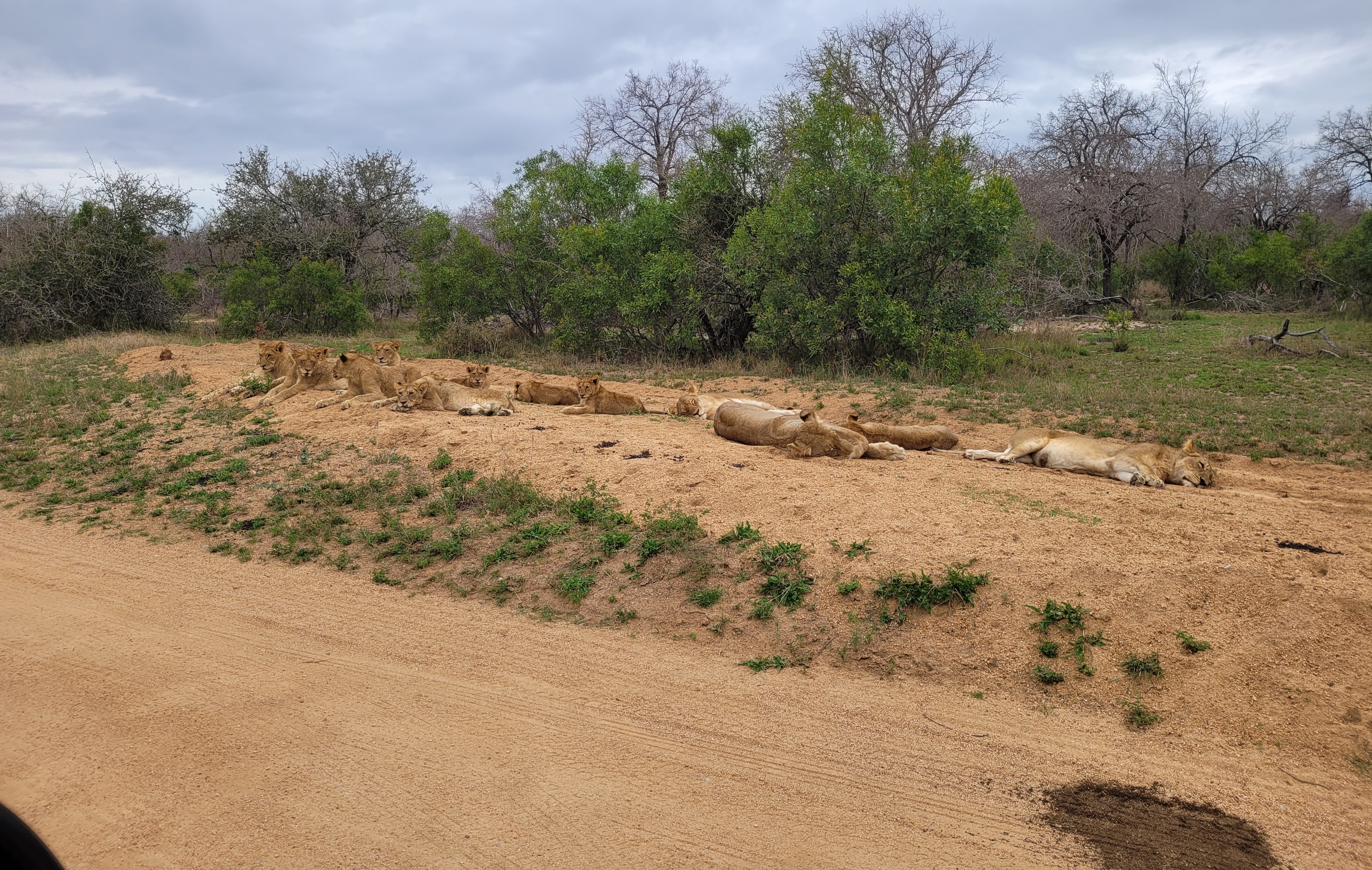 paysage de safari en Afrique