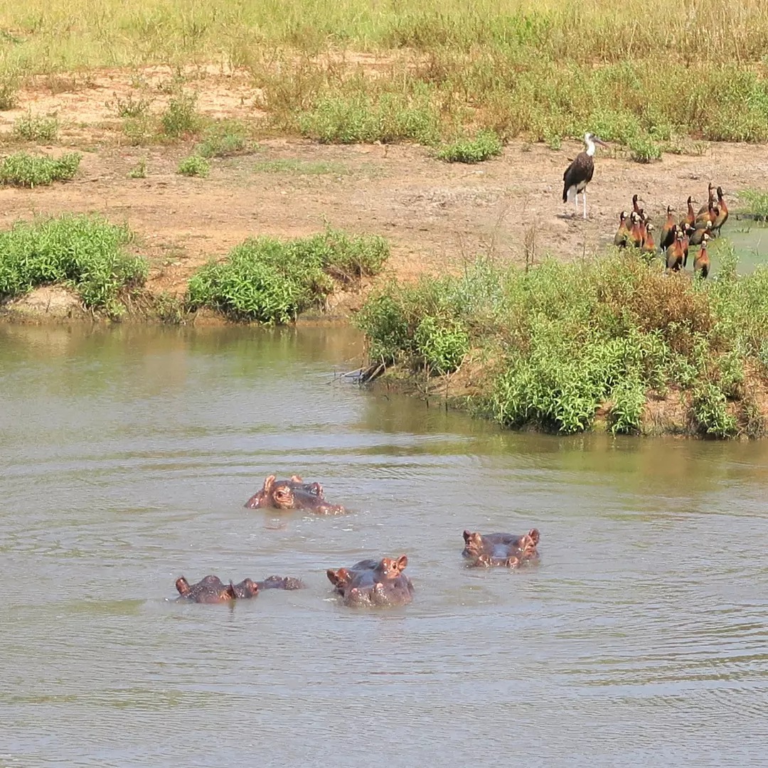 Lions allongés au bard du chemin