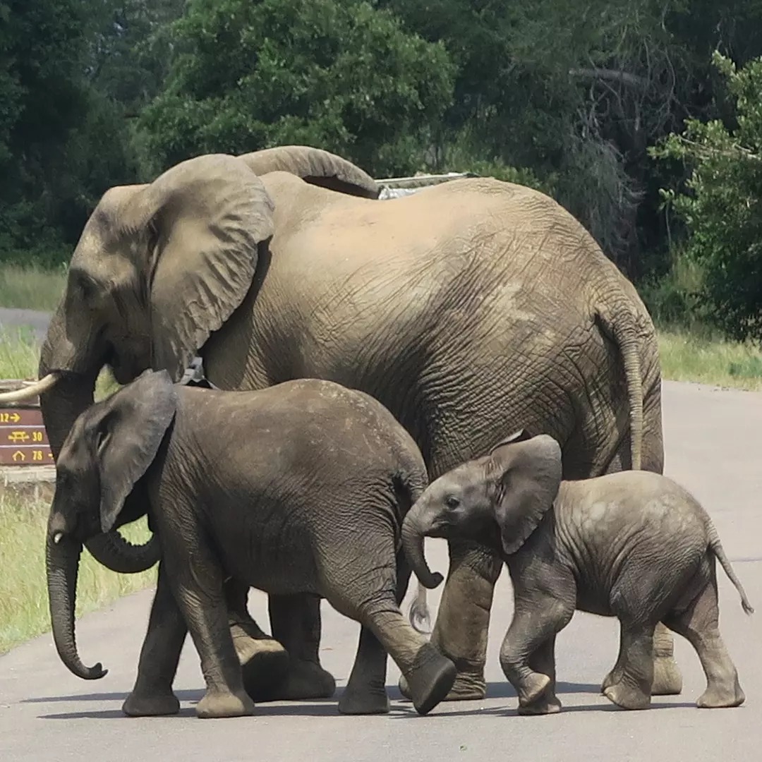 famille d'éléphants dans la nature