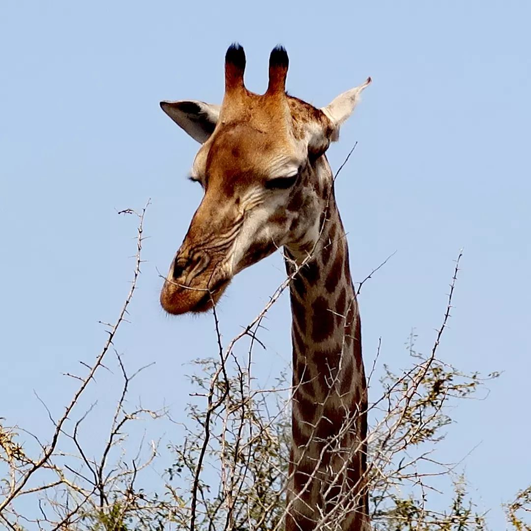 photo d'une girafe de près